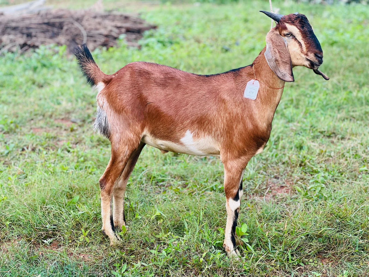 দেশী  ছাগল (23.7KG) 